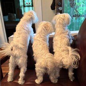 Meet your Posher, Gina